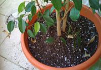 Eggs in soil of ficus benjamina