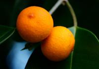 Ficus Benjamina Fruit