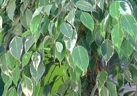 ficus benjamina plant