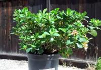 gardenia garden