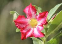 Graft Adeniums