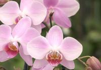 phalaenopsis orchid blooming image