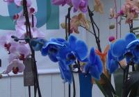 phalaenopsis orchid blue
