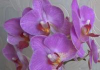 phalaenopsis orchid flower