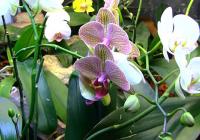 phalaenopsis orchid terrarium