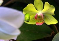 phalaenopsis orchid yellow