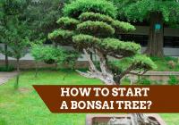 start bonsai