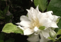 sweet_queen_clematis