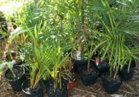 Transplanting Areca Palm
