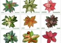 what is aglaonema