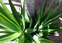 yucca leaves image