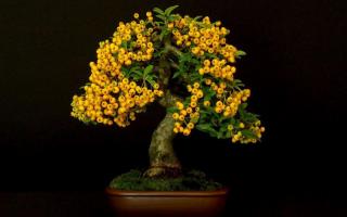 bonsai growing