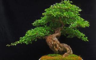 soil bonsai