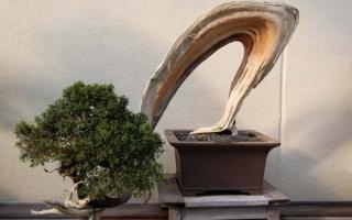 air-layering bonsai