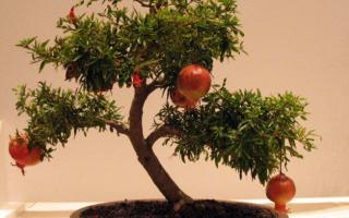 bonsai tree seed