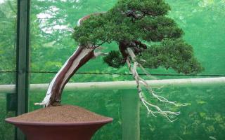 growing bonsai