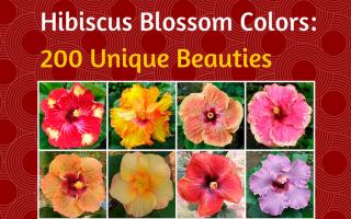 hibiscus Colors