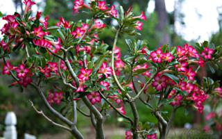 Are desert roses hot sale poisonous to dogs