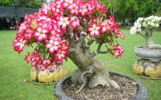 Grow Your Secret Garden Adenium Obesum Bonanza Desert Rose