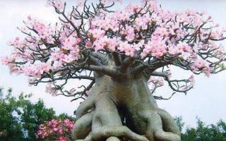 Adenium - bonsai tree