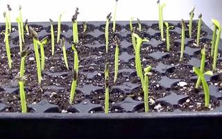 adenium seedling