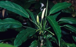 Aglaonema plant