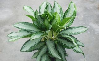 Some Things You Didn’t Know about Aglaonema