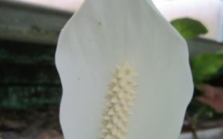 Aglaonema bloom