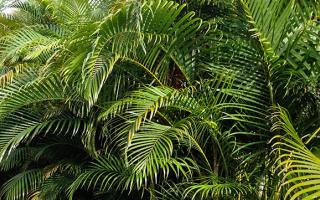 Areca Palm Pests and Diseases