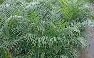 Brief information on areca palm