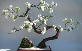 bonsai care plant