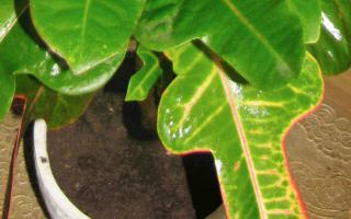 Bugs on Croton Plant