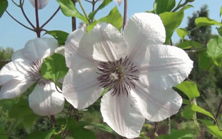 clematis flowering