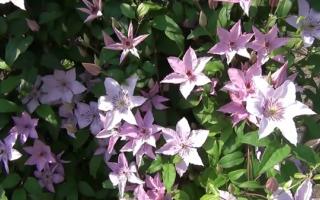 clematis picture