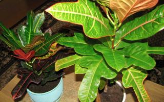 Croton Plant Perennial