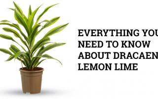 dracaena lemon lime