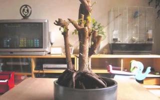 ficus benjamina bonsai root