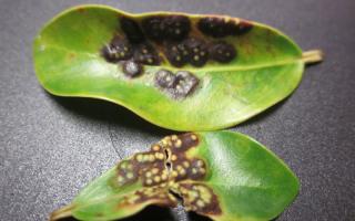 Ficus Benjamina Diseases