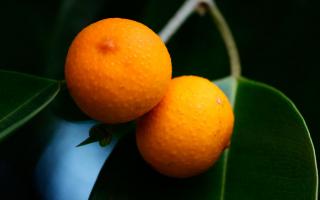 Ficus Benjamina Fruit