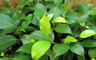 ficus benjamina green leaves