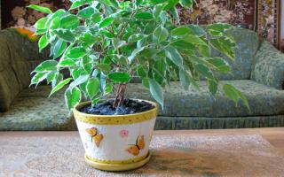 Ficus Benjamina as a Houseplant