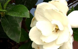 gardenia white