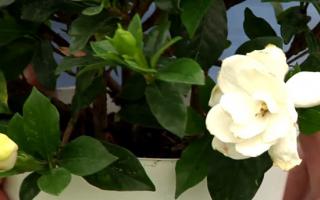 gardenia white flower