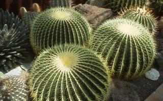 Golden Barrel Cactus image