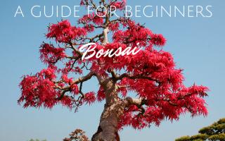 type bonsai tree