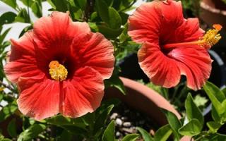 the best type of soil for hibiscus