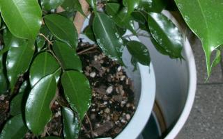 How to Grow Your Own Ficus Benjamina