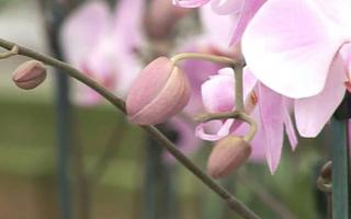 phalaenopsis orchid bloom image