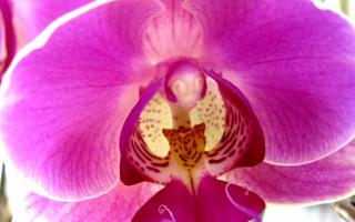phalaenopsis orchid blooming