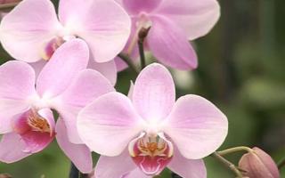 phalaenopsis orchid blooming image